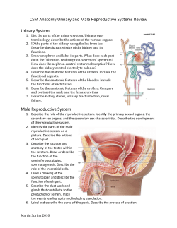 CSM Anatomy Urinary and Male Reproductive Systems Review