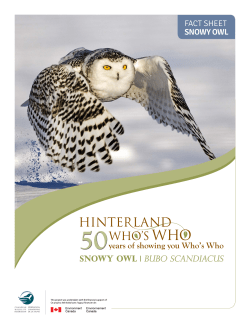 the Snowy Owl!