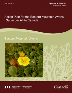 Action Plan for the Eastern Mountain Avens (Geum peckii) in