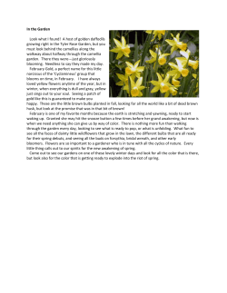 In the Garden Look what I found! A host of golden daffodils growing