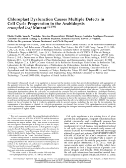 Chloroplast Dysfunction Causes Multiple Defects in Cell Cycle
