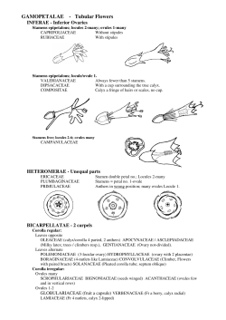 GAMOPETALAE - Tubular Flowers