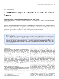 Actin Filaments Regulate Exocytosis at the Hair Cell Ribbon Synapse
