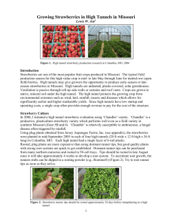 Growing Strawberries in High Tunnels in Missouri