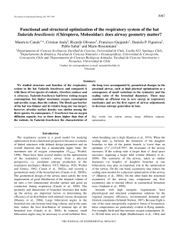 Functional and structural optimization of the respiratory system of the