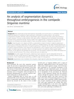 An analysis of segmentation dynamics throughout embryogenesis in