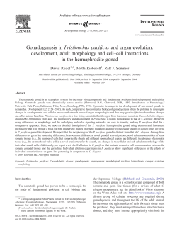 Gonadogenesis in Pristionchus pacificus and organ evolution
