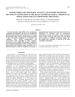 motor corollary discharge activity and sensory responses related to