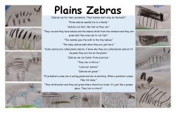 Plains zebras usually live in a family.