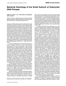 Bacterial Homologs of the Small Subunit of Eukaryotic DNA Primase