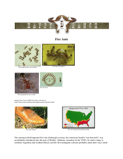 Fire Ants - Happy D Ranch