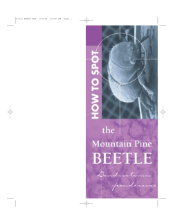 How to Spot the Mountain Pine Beetle