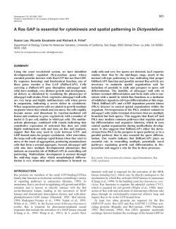 A Ras GAP is essential for cytokinesis and spatial patterning in