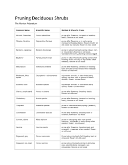 Pruning Deciduous Shrubs