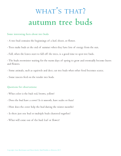 autumn tree buds - Mud Puddles to Meteors