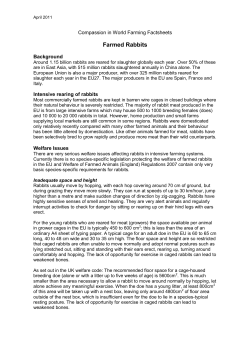 Farmed Rabbits - Compassion in World Farming