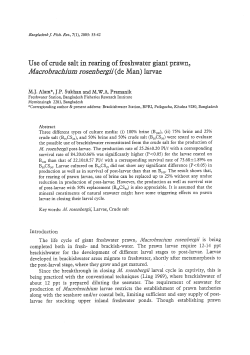 Use of crude salt in rearing of freshwater giant prawn