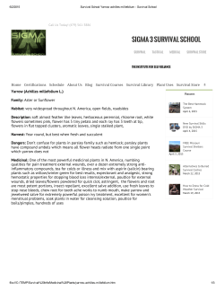 Survival School Yarrow achilles millefolium