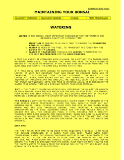 Maintaining Your Bonsai