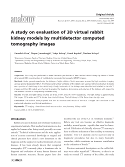 A study on evaluation of 3D virtual rabbit kidney models by