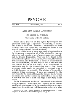 psyche - AntWiki