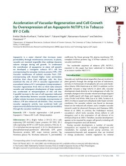 1 in Tobacco BY-2 Cells - University of South Carolina