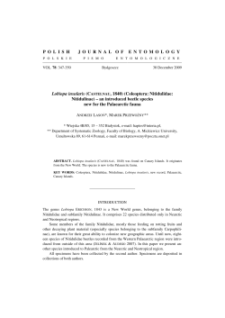 (CASTELNAU, 1840) (Coleoptera: Nitidulidae: Nitidulinae)