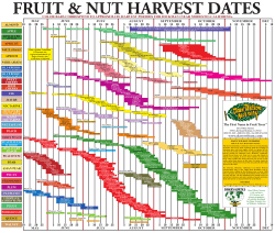 Fruit Harvest Chart
