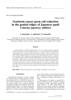 Genistein causes germ cell reduction in the genital