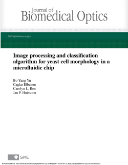 Image processing and classification algorithm for yeast cell