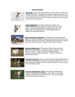 American Breeds Rat Terrier: Joining the Terrier group on June 26