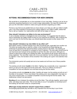 kittens: recommendations for new owners - Care