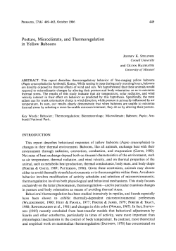 Posture, microclimate, and thermoregulation in yellow baboons