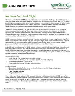 Northern Corn Leaf Blight