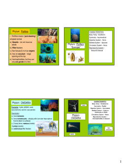 Phylum: Porifera Phylum: Porifera &ldquo;Sponges&rdquo; Phylum: CNIDARIA