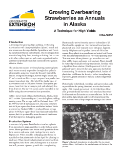 Growing Everbearing Strawberries as Annuals in Alaska