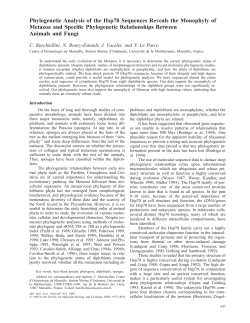 Phylogenetic Analysis of the Hsp70 Sequences