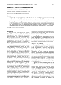 191 Blank panels in sheep yards encourage sheep to jump Abstract