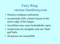 Diseases Part 4