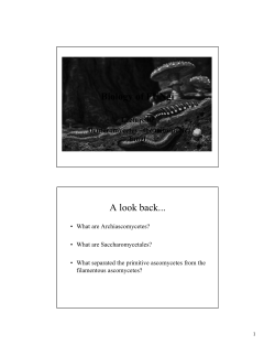 Penicillium chrysogenum - K