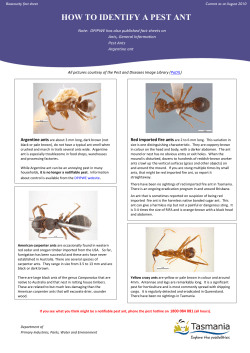 how to identify a pest ant - Department of Primary Industries, Parks