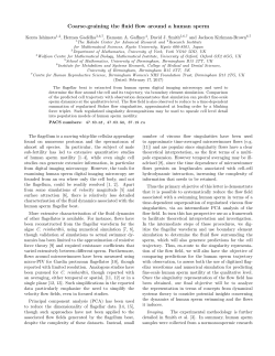 Coarse-graining the fluid flow around a human sperm
