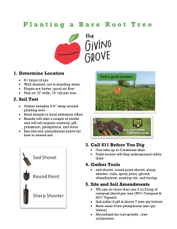 Planting a Bare Root Tree