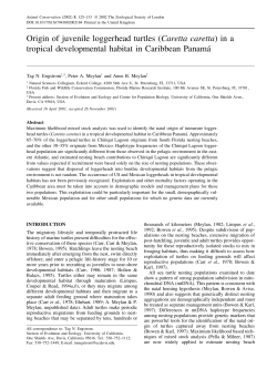 Origin of juvenile loggerhead turtles (Caretta caretta