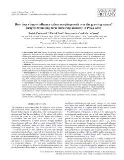 How does climate influence xylem morphogenesis over the growing