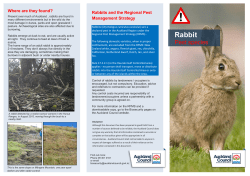Rabbit - Auckland Council