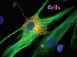 Introduction: Cell Theory