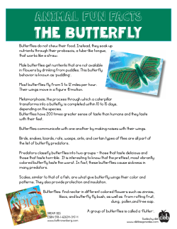 the butterfly - Kat Kronenberg