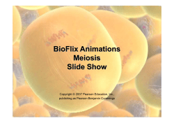 BioFlix Animations Meiosis Slide Show
