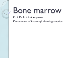 Bone marrow